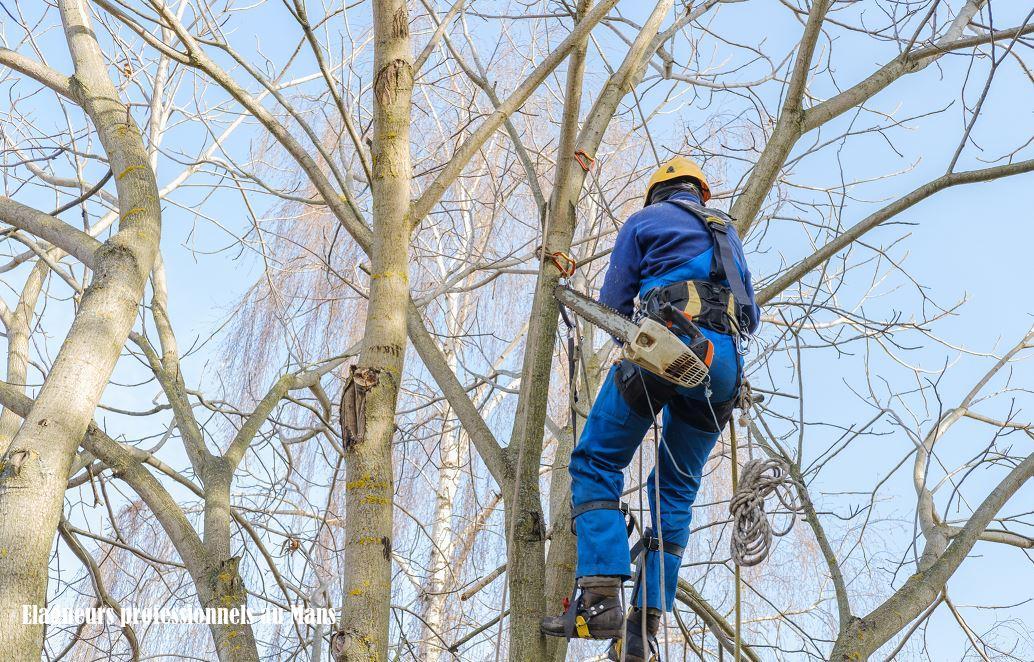 Elagueurs professionnels au Mans
