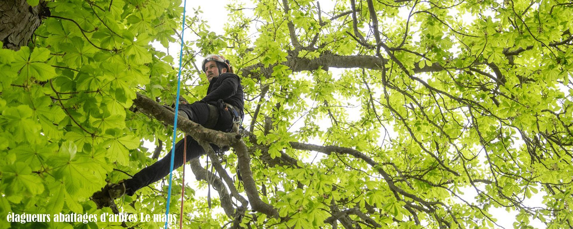 élagueurs abattages d'arbres Le mans