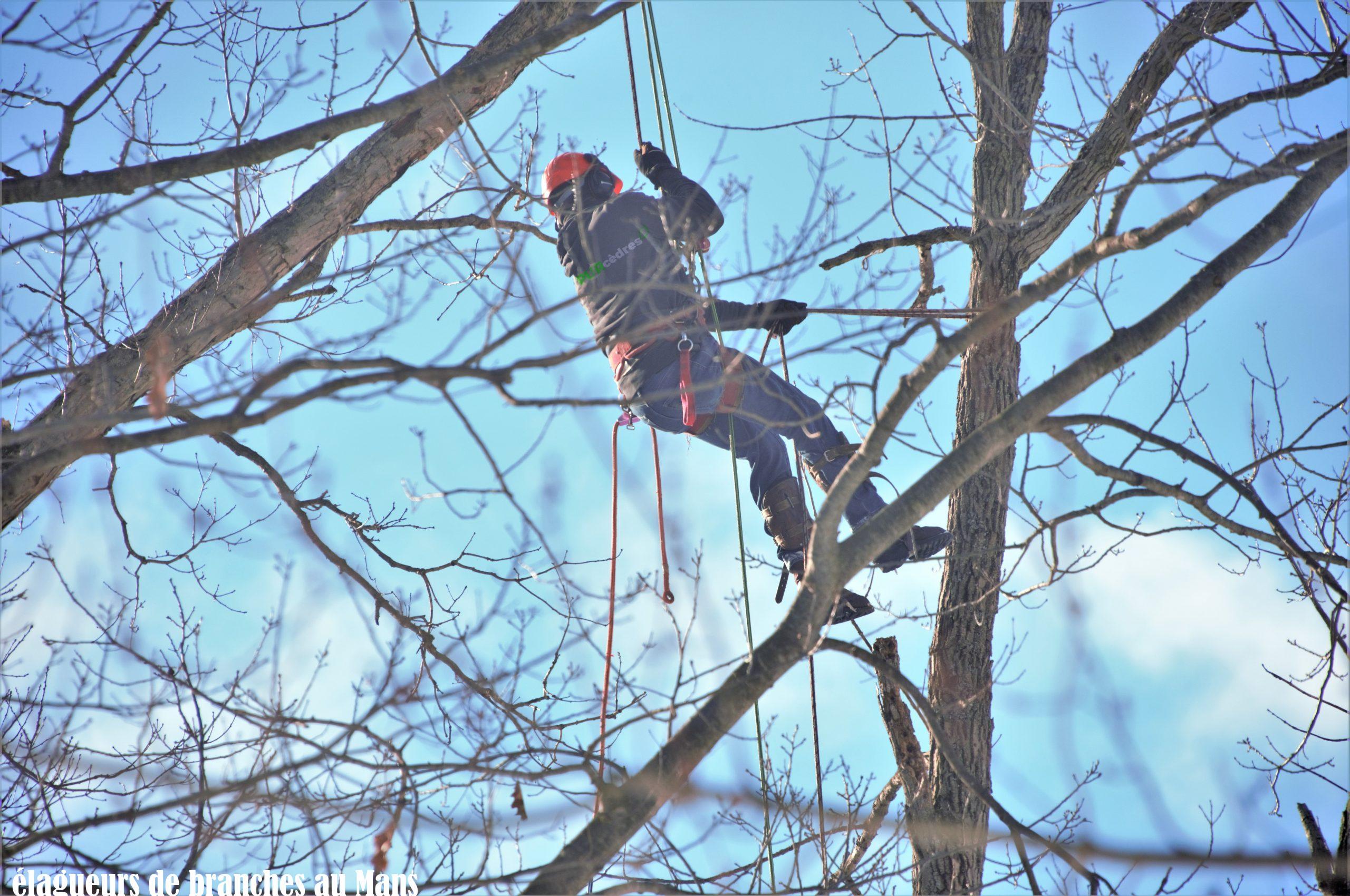 élagueurs de branches au Mans